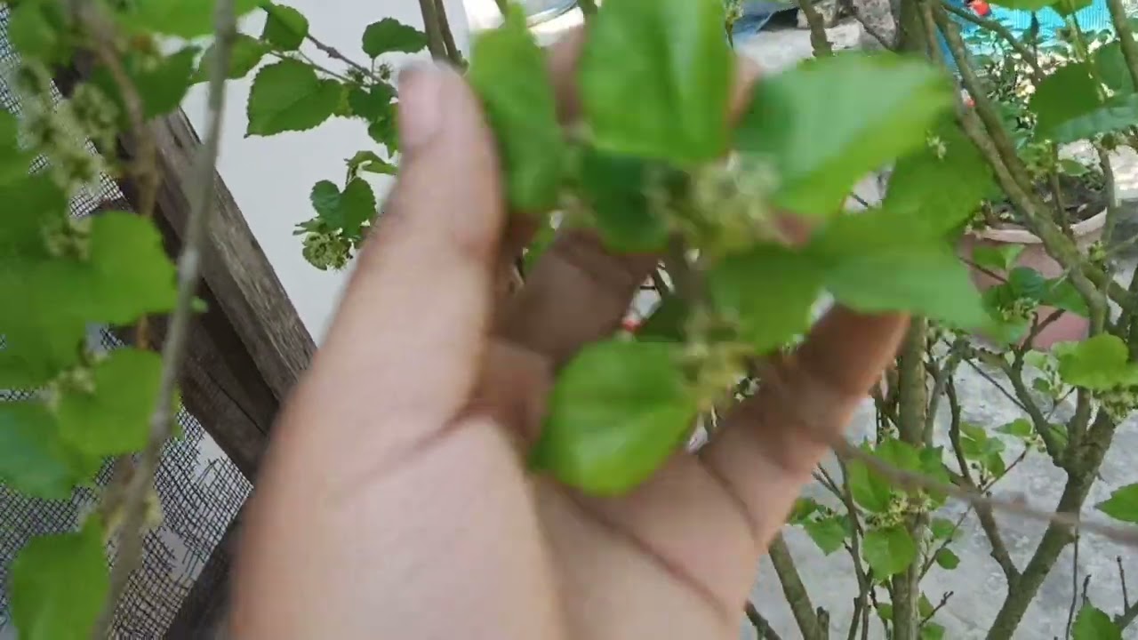 মালবেরি গাছ ভর্তি ফলের ওজনে গাছ ভেঙ্গে পরার মতো অবস্থা  ||Shekh Garden|| #plant #viral #garden
