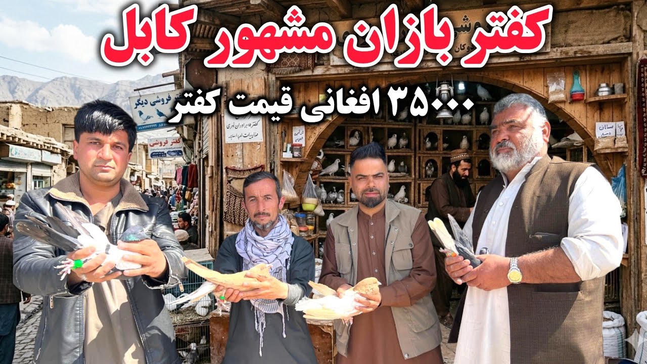 جمع و جوش‌شوقی‌ های چهاردی‌زمین/معرفی بهترین کفتر های جنگی‌و‌ قیمتی