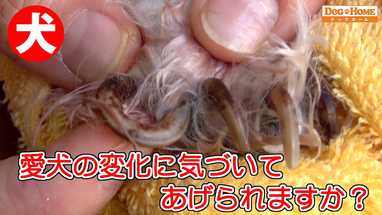 【ワンちゃんの爪切りしてますか？ 巻き爪】 プロ から学べる技術 ! 【ミックス犬 クッキーちゃんのブロー・カット】お家で出来るトリミングの参考　日常生活で気を付ける事、ケアや食べ物や運動など