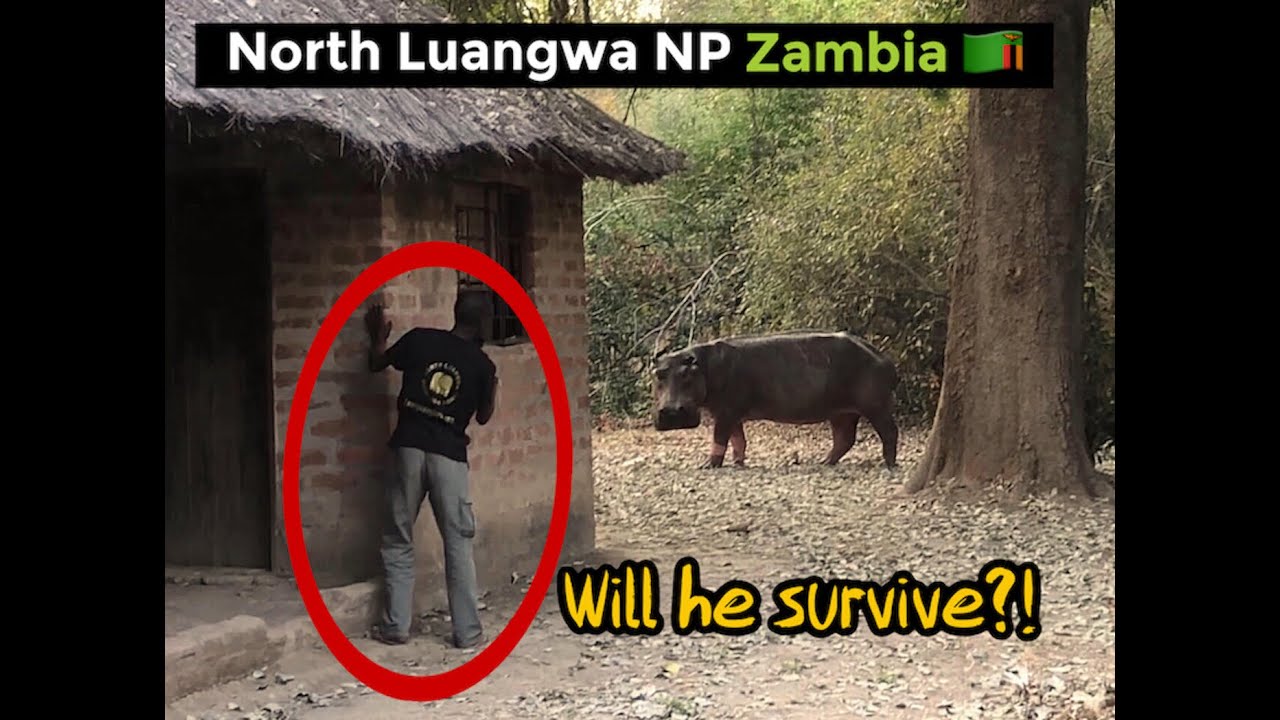 Losing a friend! @ North Luangwa River Lodge.