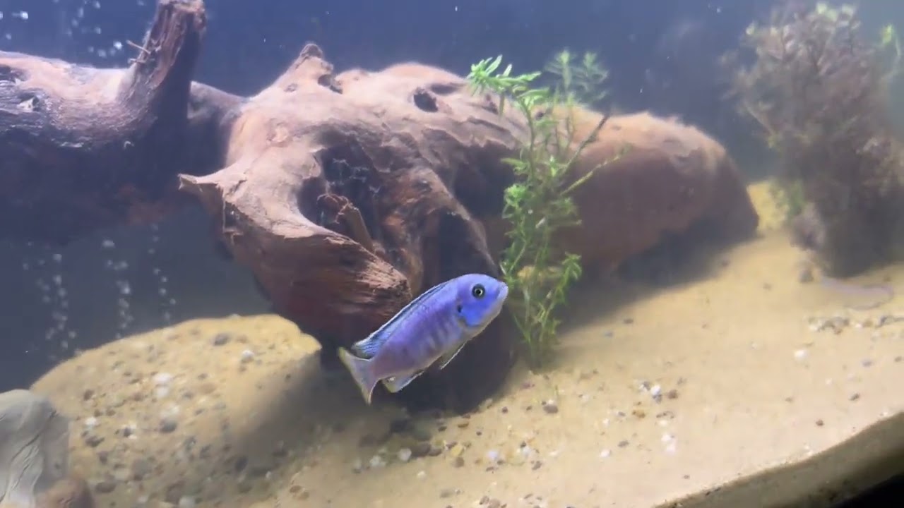 All aquarium updates + new fish!!!