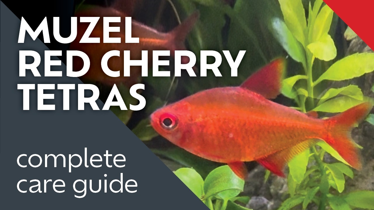 Muzel Red Cherry Tetra Care Guide: Schooling Fish
