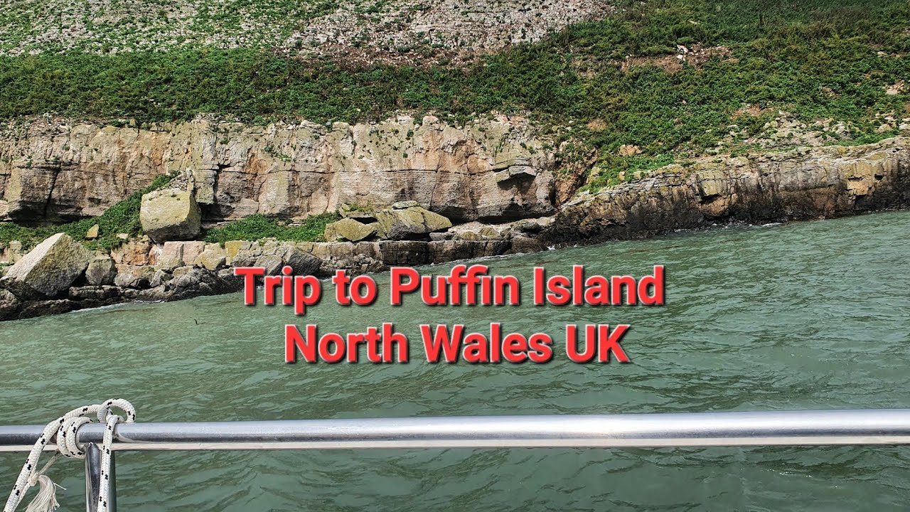 Trip to puffin Island uk #puffin #atlantic #wales #anglesey