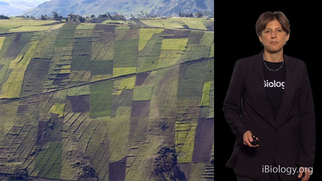 Pamela Ronald (UC Davis) Part 2: Engineering Resistance to Infection and Tolerance to Stresses