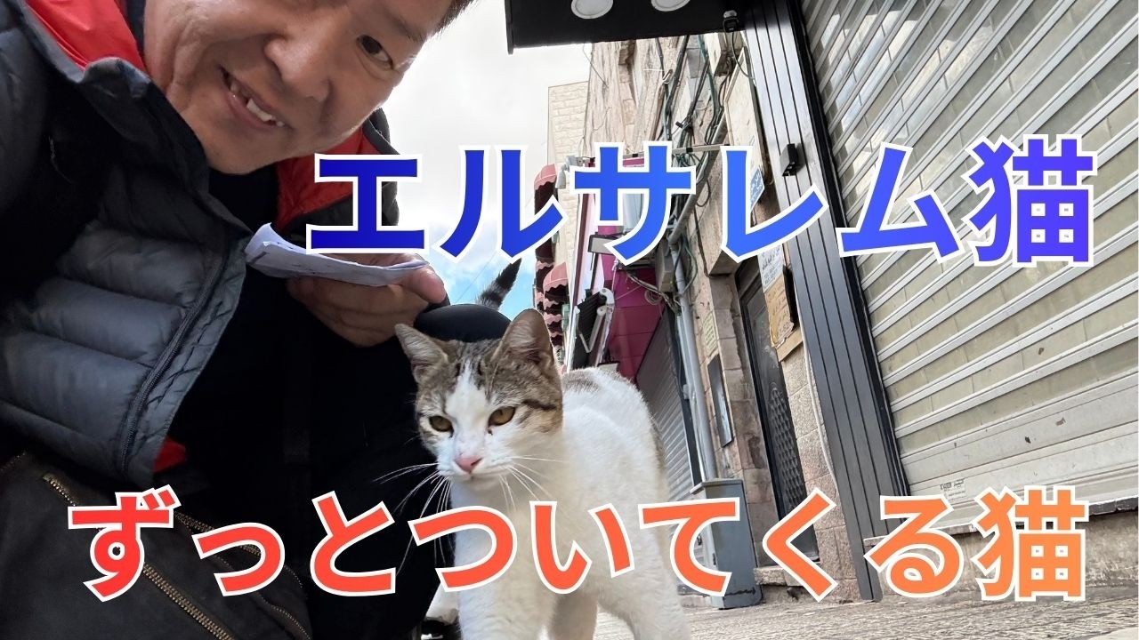 ずっとついてくるネコ　【イスラエル・エルサレム】