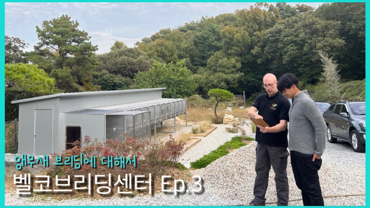 [벨코] 젊은 두 청년이 유럽 앵무새 브리더에게 브리딩 배우는 영상