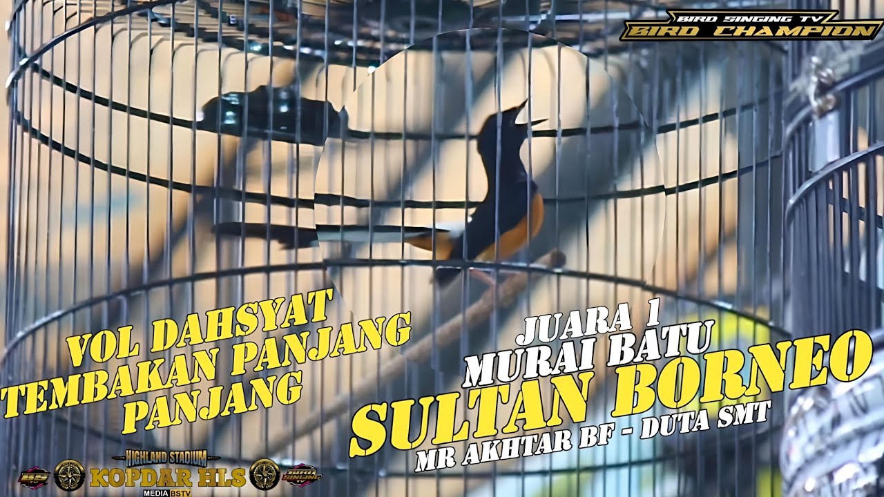 SEREM KONCER MUTLAK ‼️ MURAI BATU SULTAN BORNEO TAMPIL MEMUKAU DI KOPDAR HIGHLAND STADIUM