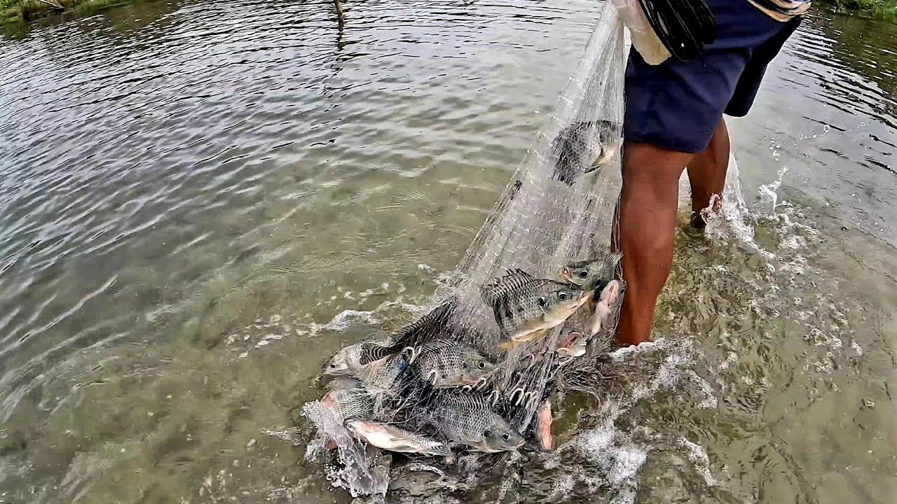 Torneio entre TARRAFAS com PLAYPESCA   jala ikan belanak