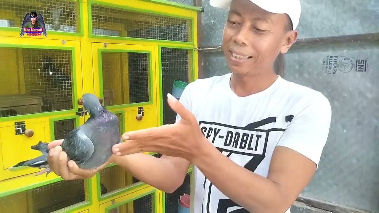 ❤️GREBEK KANDANG MAS CHOLIS HALILINTAR 2025