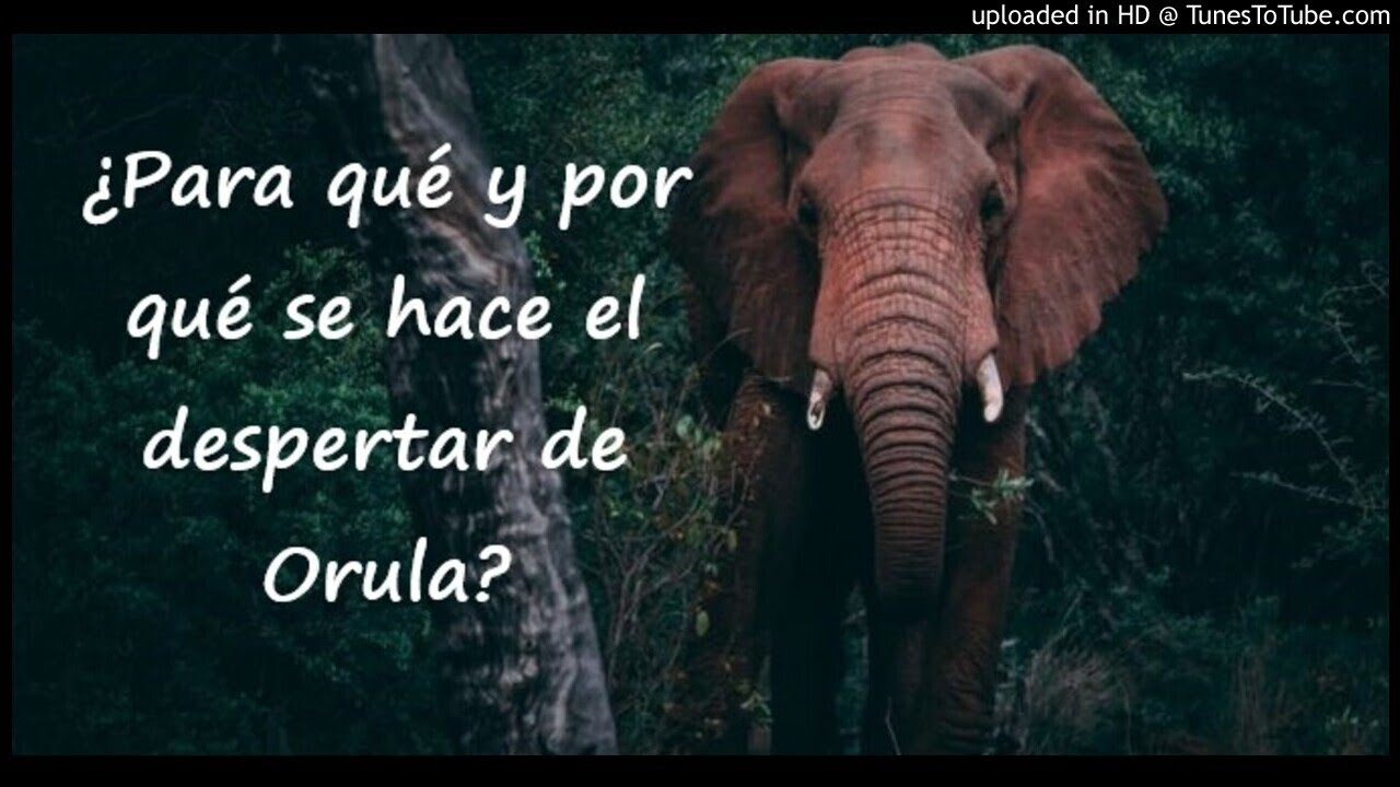Programa especial: ¿Para qué y por qué el despertar de Orula?