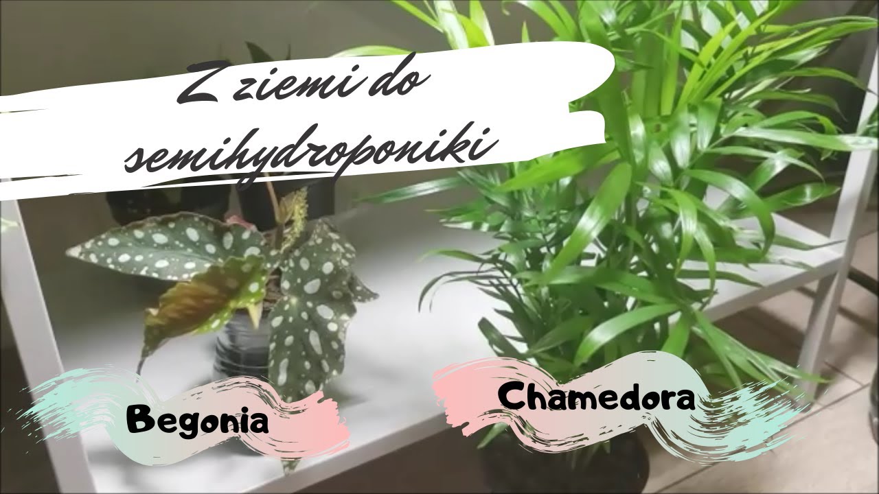 Z ziemi do semihydroponiki - Chamedora i Begonia