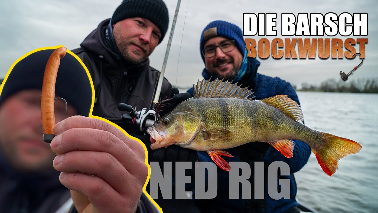 Die Barsch-Bockwurst⁉️: ANGELN 🎣 mit dem NED RIG auf dicke BARSCHE❕