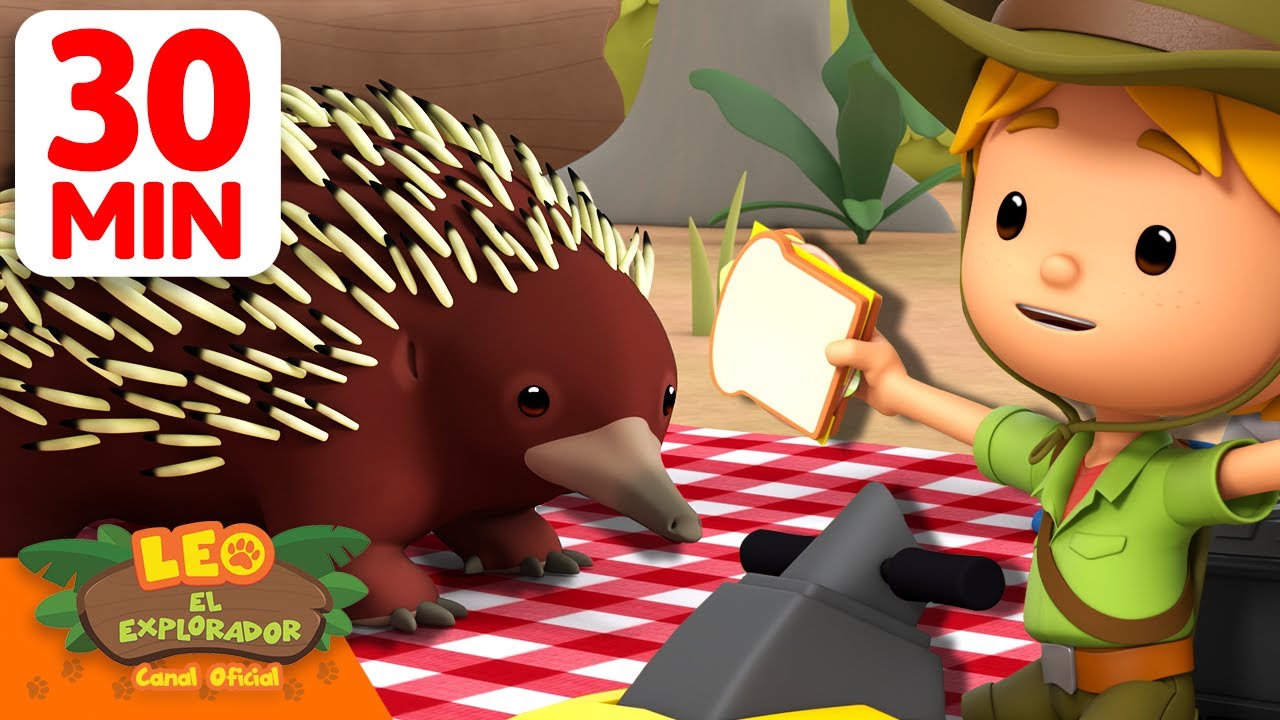 ¡Los equidnas están robando mis sándwiches! 🥪🦔 | 30 Min | Leo, El Explorador | Animación
