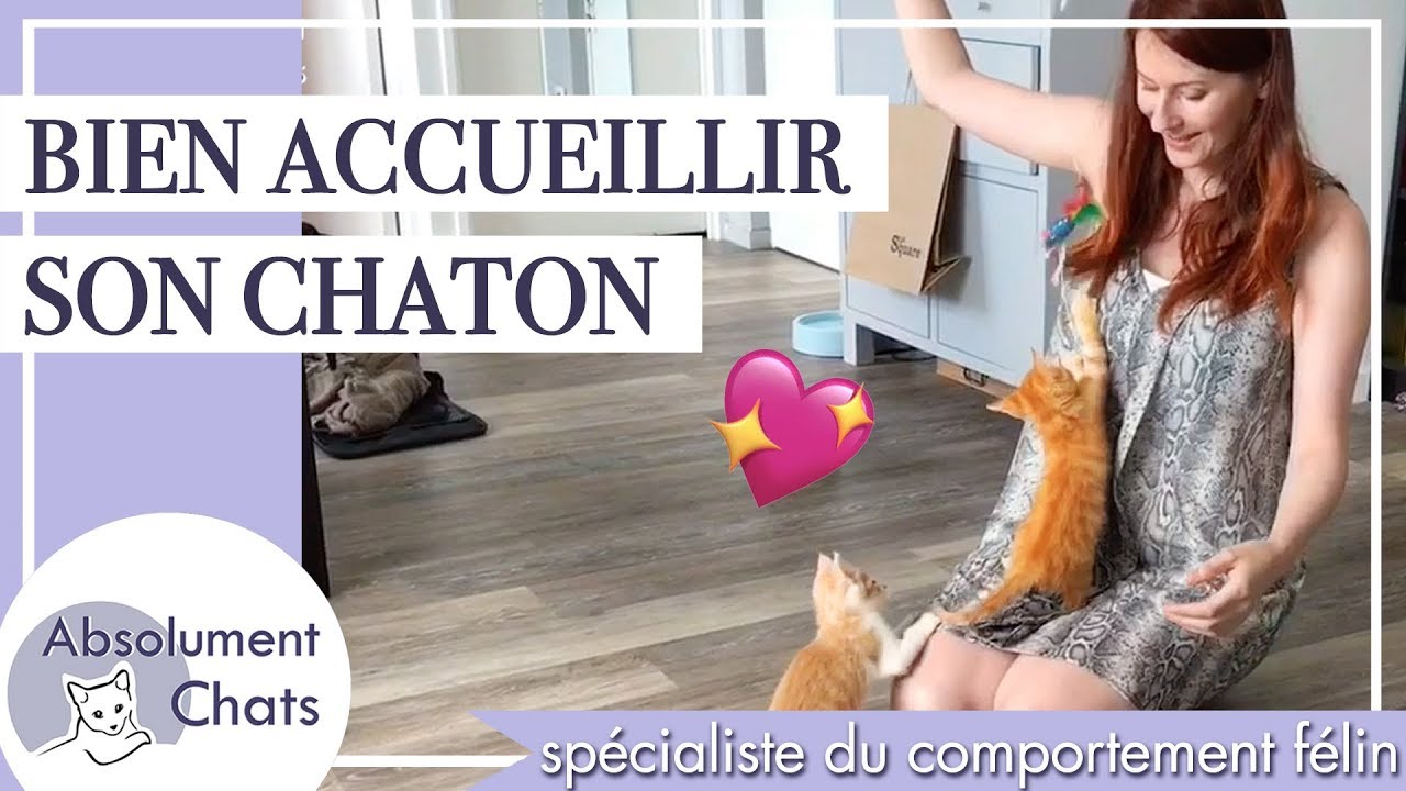 Arriv&eacute;e de chaton &agrave; la maison: conseils de pro bien accueillir son chaton