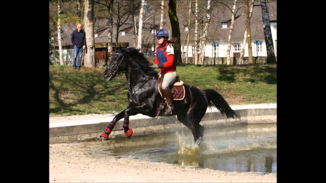 Impressionen: Trakehner Perspektivlehrgang Vielseitigkeit 2016