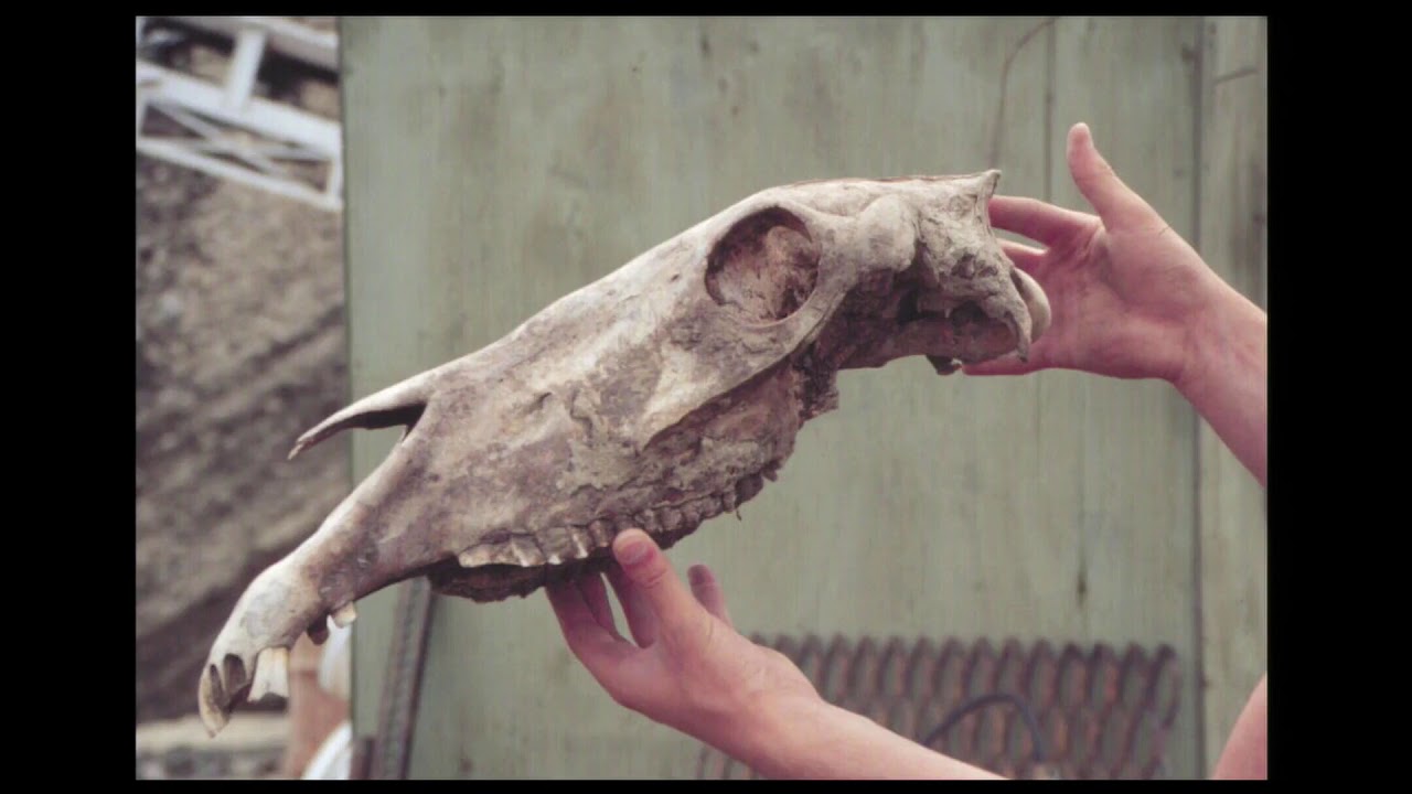 Extinction of Mainland and Island Mammoth Populations in Alaska 6,000 Years