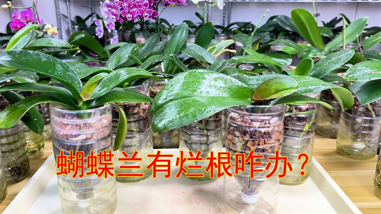 养蝴蝶兰有烂根了咋办？这方法简单！（阿涛养花289期）