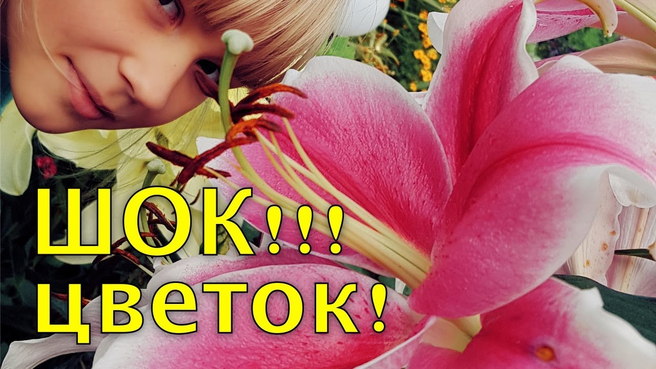 Хотите КРУПНЫЕ цветы у ЛИЛИЙ? - делайте ТАК. Подкормка лилий перед цветением