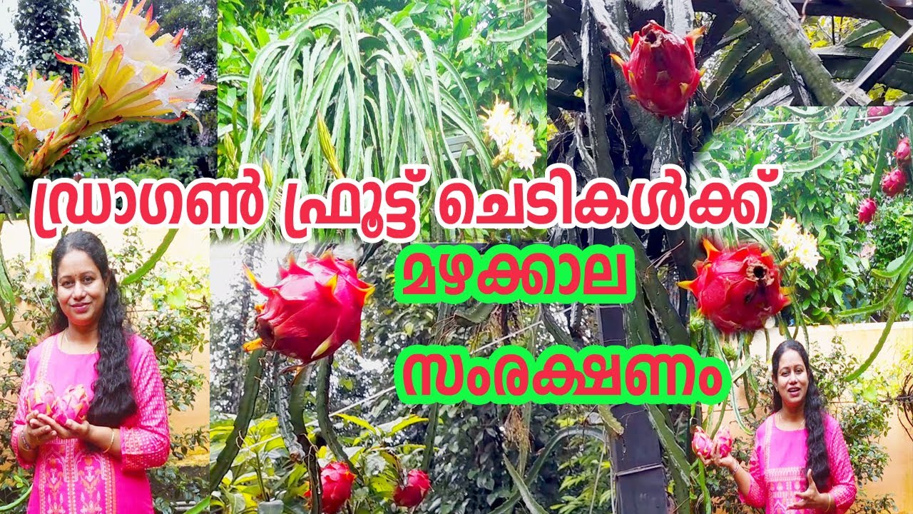 ഡ്രാഗൺ ഫ്രൂട്ട് ചെടികൾക്ക് മഴക്കാല സംരക്ഷണം Dragon Fruit Plant Care
