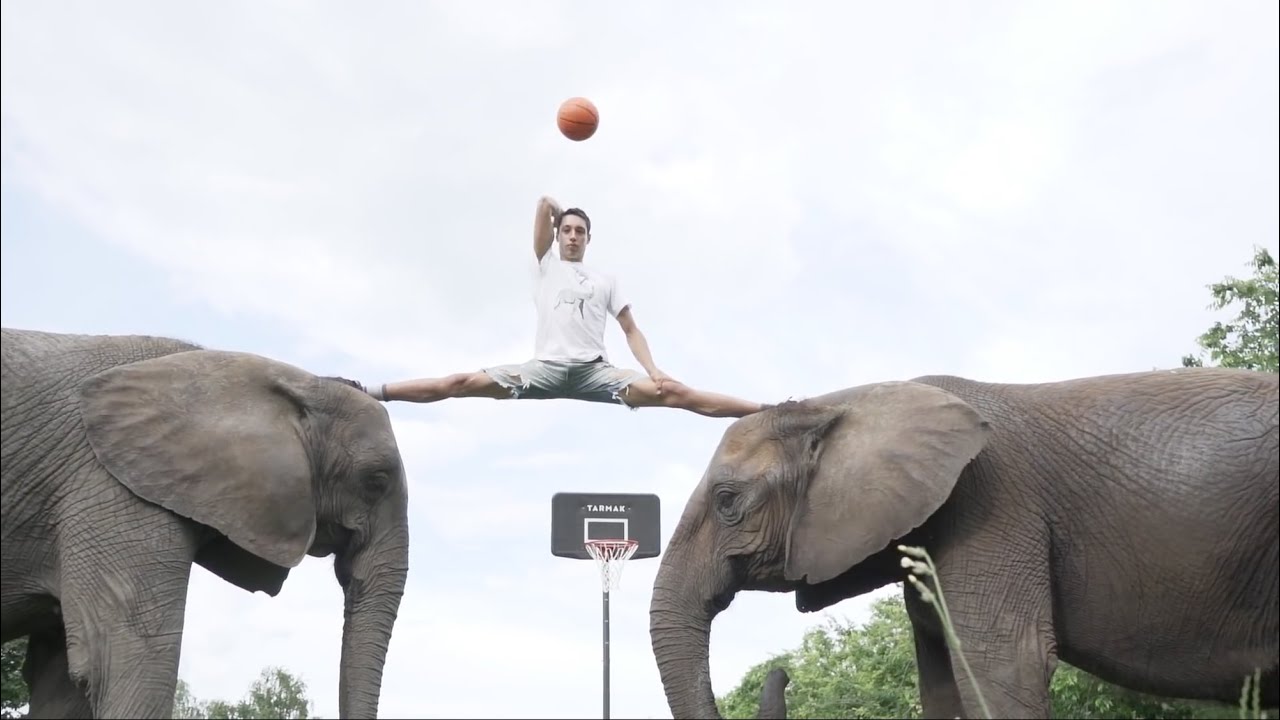 Amazing Elephant Basketball Dunks with Rene Casselly & Ross Smith | Elephant Trick Shots