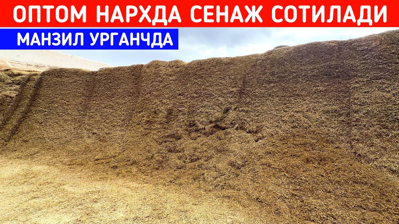 ОПТОМ СЕНАЖ СОТИЛАДИ МАНЗИЛ УРГАНЧ БЕГОБОДДА !!! ХОРАЗМ БОЗОР 