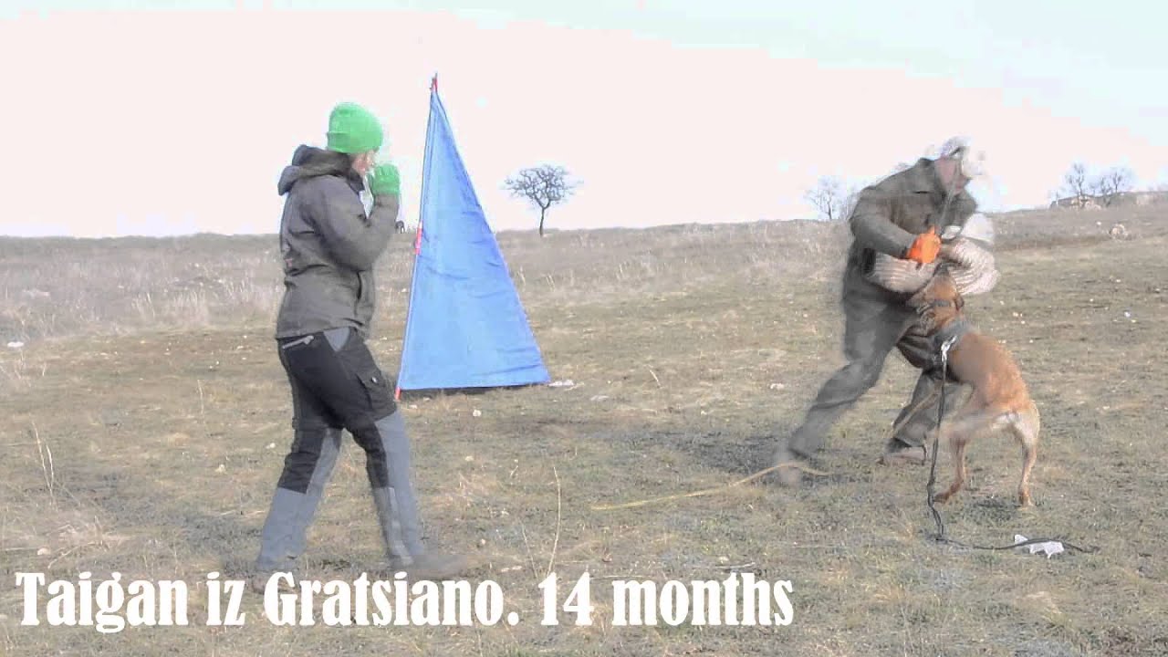 Taigan iz Gratsiano. 14 months. Protection training.