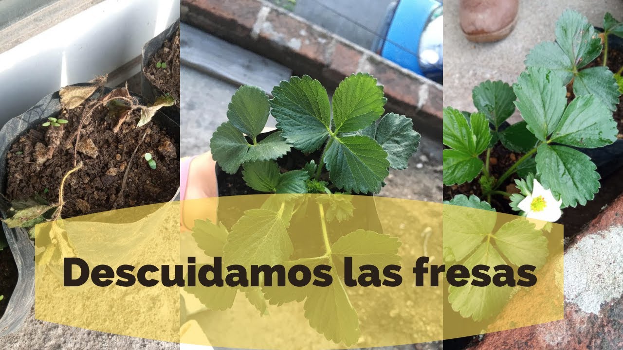 Cosas que no debes hacer si quieres cultivar fresas 🍓🌱☹️