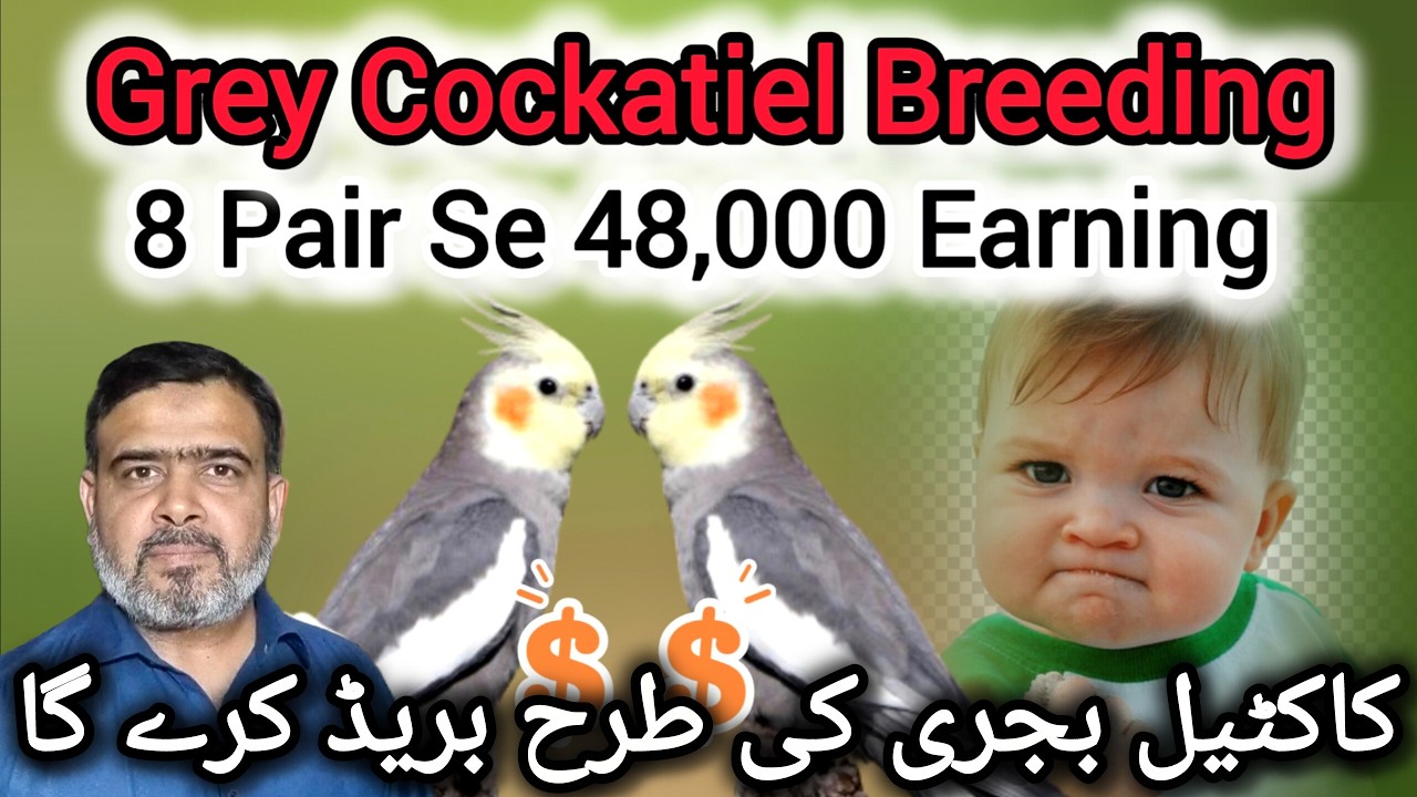 Cockatiel Bajri Ki Tarha Breed Karega | Cockatiel Breeding Issues | Cockatiel Business