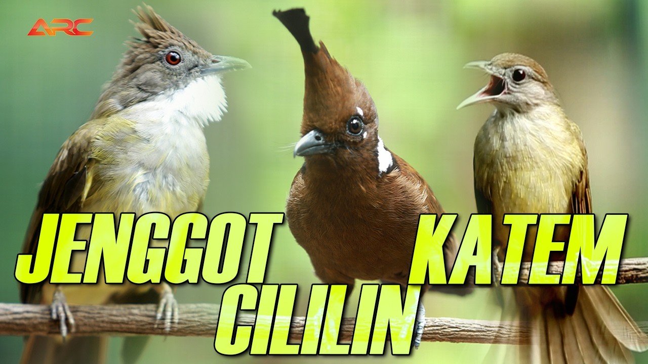 KOMBINASI MASTERAN CUCAK JENGGOT - CILILIN - KAPAS TEMBAK | DENGAN RELAKSASI SUARA AIR
