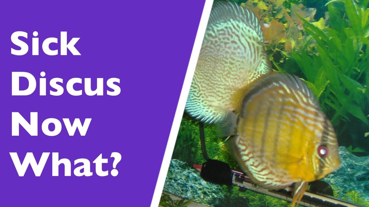 How to treat sick Discus fish, medicated food made at home.