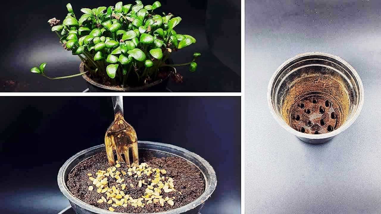 SUPER FAST Fenugreek Sprouts Growing Timelapse  | Methi Plants growing TIME-LAPSE video