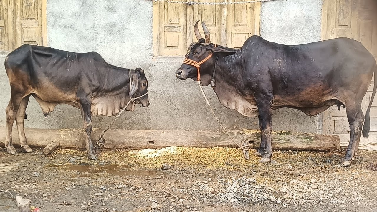 #5 #मालवीनस्ल में श्याम कपिला एक दिव्य और अद्भुत सुन्दर गोमाता🌷🌷🌹🌹 #malvibreed  
