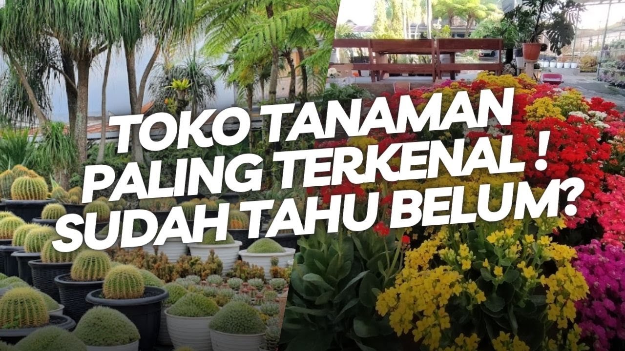 Kios Bunga Barokah Toko Tanaman Paling Terkenal di Kota Batu Malang Jawa Timur❗❗