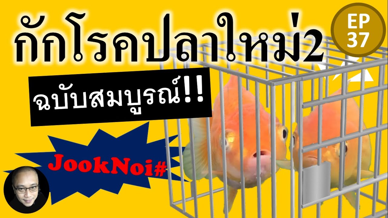 วิธีกักโรคปลาใหม่ 2 ปรับปรุงแก้ไขให้สมบูรณ์ยิ่งขึ้น #กักโรค #ปลาทอง #goldfish EP37