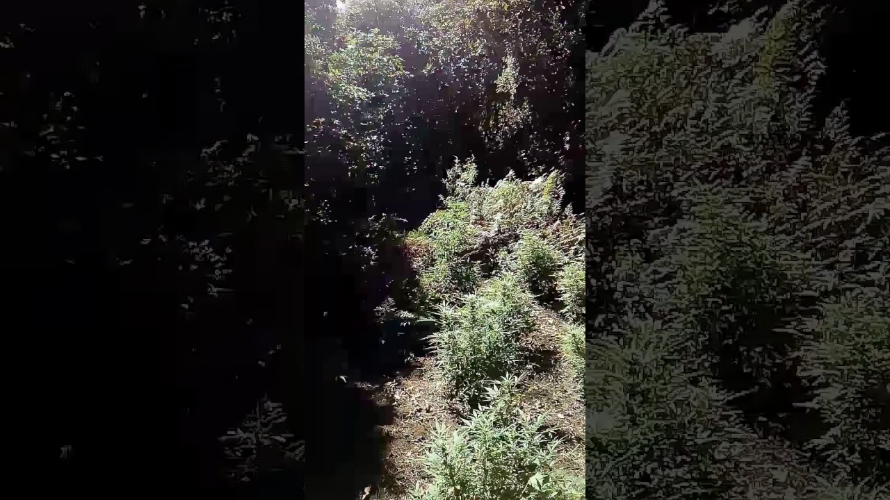 Finally an update!! Outdoor plantation!