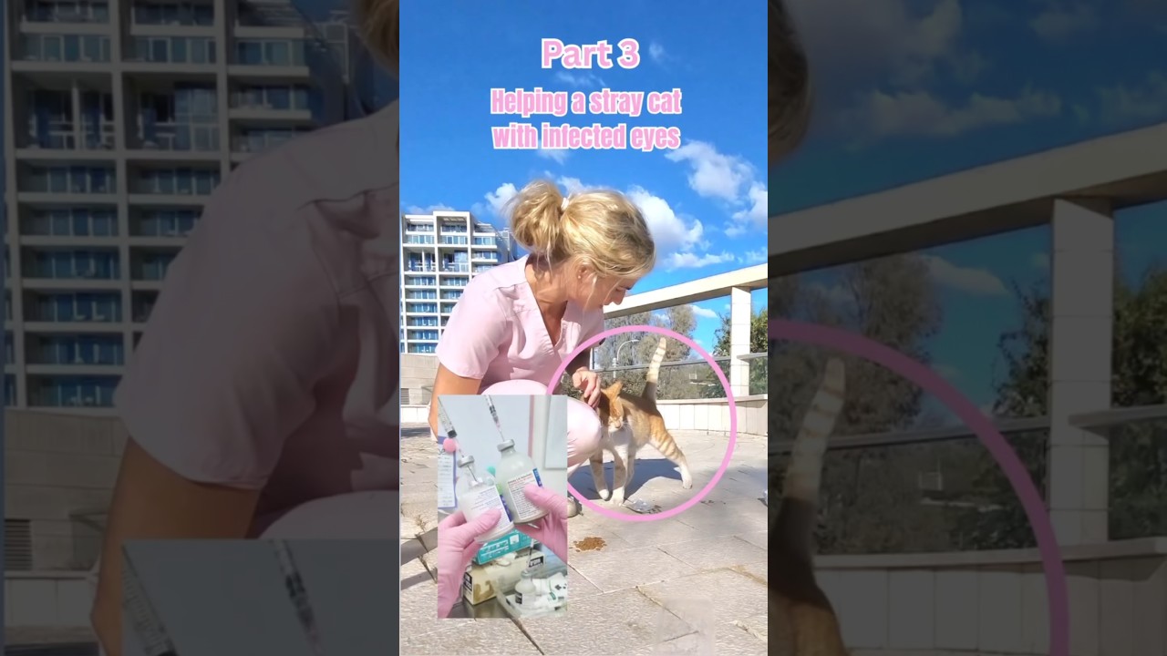 Helping a stray cat with infected eyes | Part 3 🩷💉 