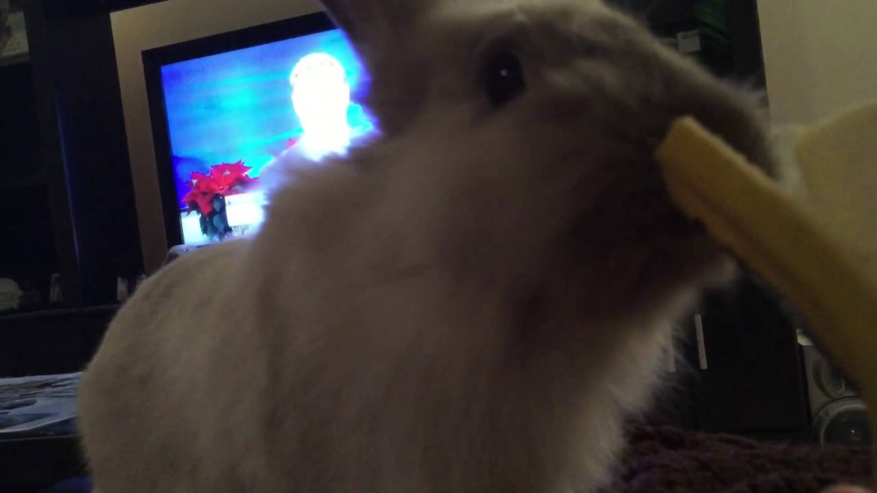 Krackel the Rabbit eats a banana