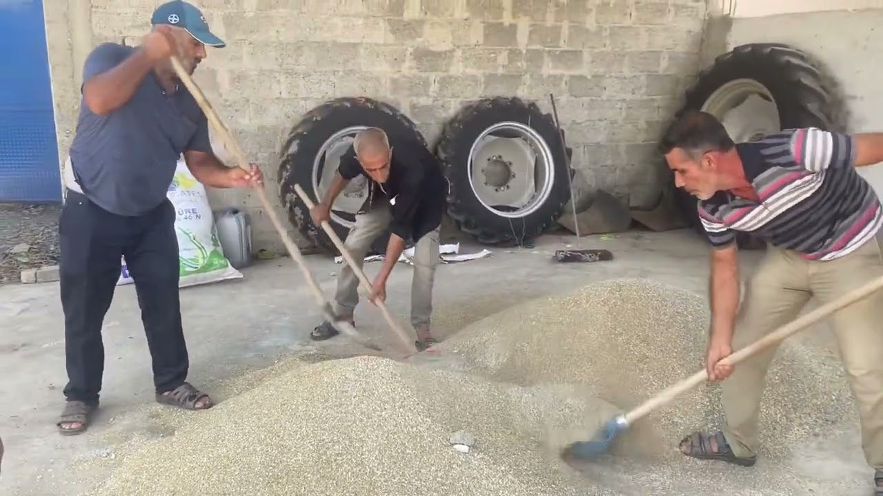 REYGLAS Nasıl ve Ne İçin Ekilir