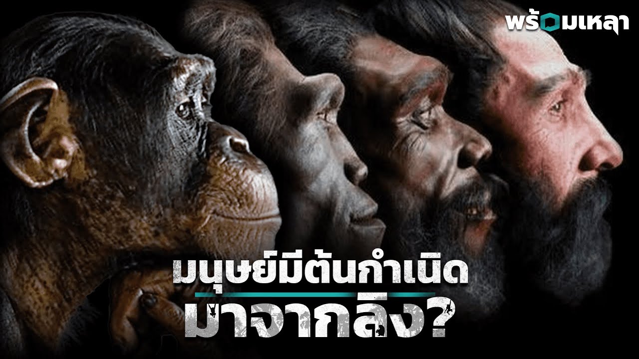 คนมาจากลิงจริงหรือ? ย้อนรอยเส้นทางวิวัฒนาการหาจุดเริ่มต้นของมนุษย์