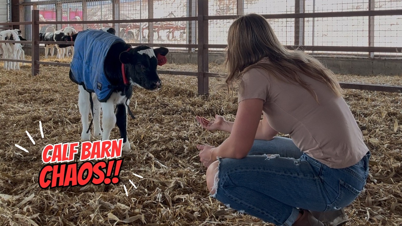Who Let the Calves Out?! Chaos in the Barn