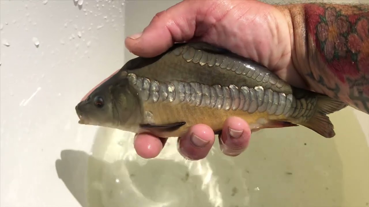 BCF and VS Fisheries 2 year Olds