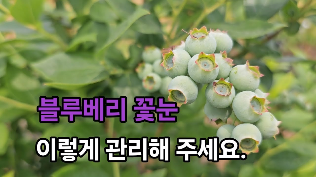 블루베리 꽃눈 1월에 이렇게 관리 해주세요.