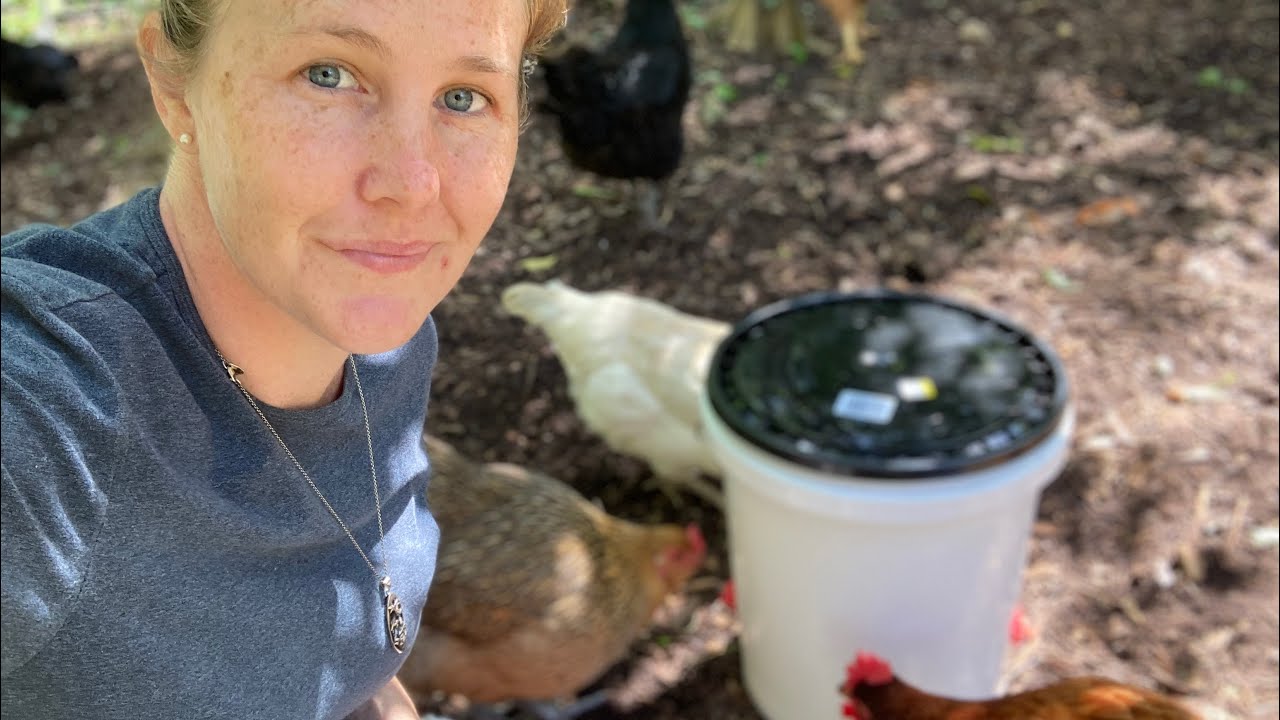 DIY Easy Chicken Water Bucket- new style nipples!