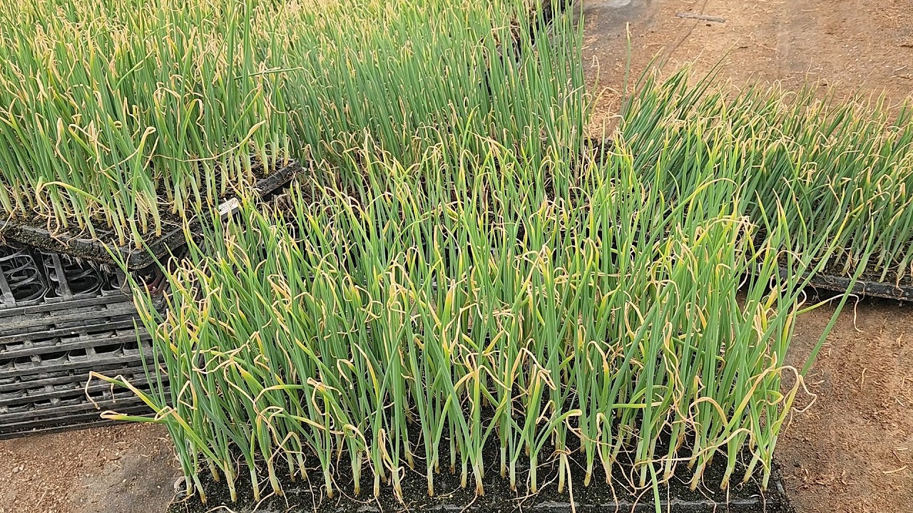 최고급 저장양파모종 판매시작!! 카타마루,헬씨큐,루비아스 할인판매합니다.