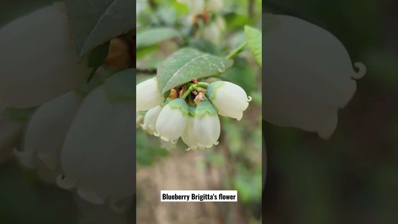 Blueberry Brigitta's flower
