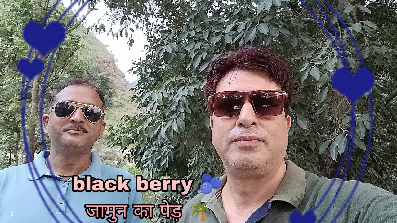 Blackberry जामुन का पेड़ 🌴 जामुन निकालते हुए 