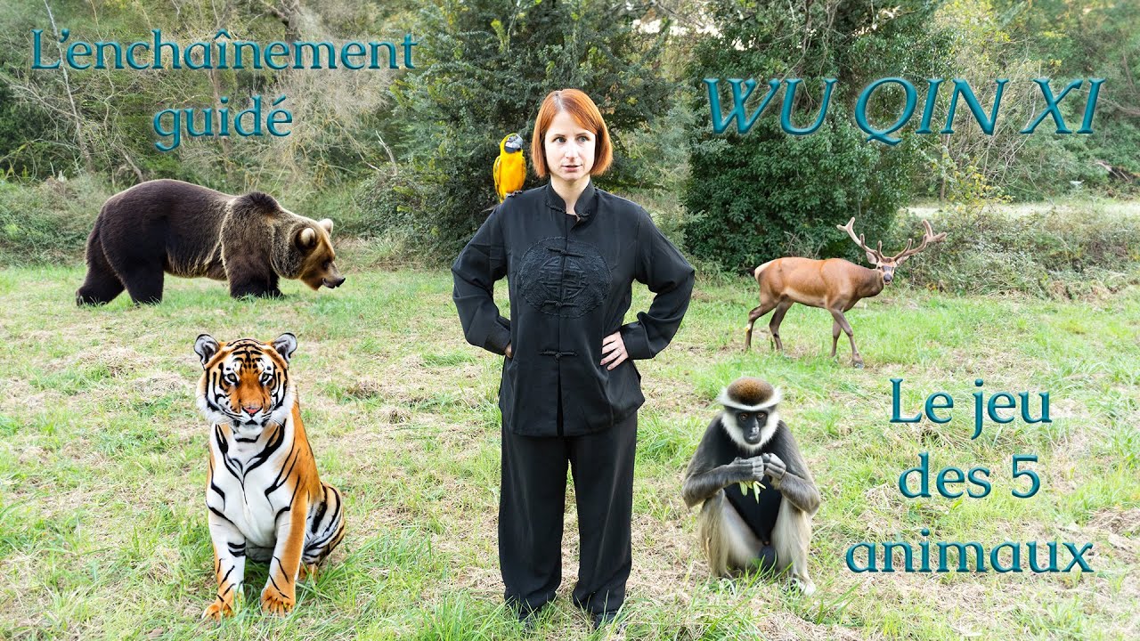 L'enchaînement guidé du jeu des 5 animaux : Qi GONG, les Wu Qin Xi