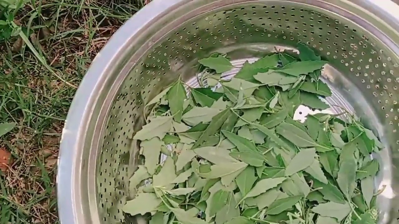 Aaj mene apne kitchen garden se bhatua ki bhaji harvest ki