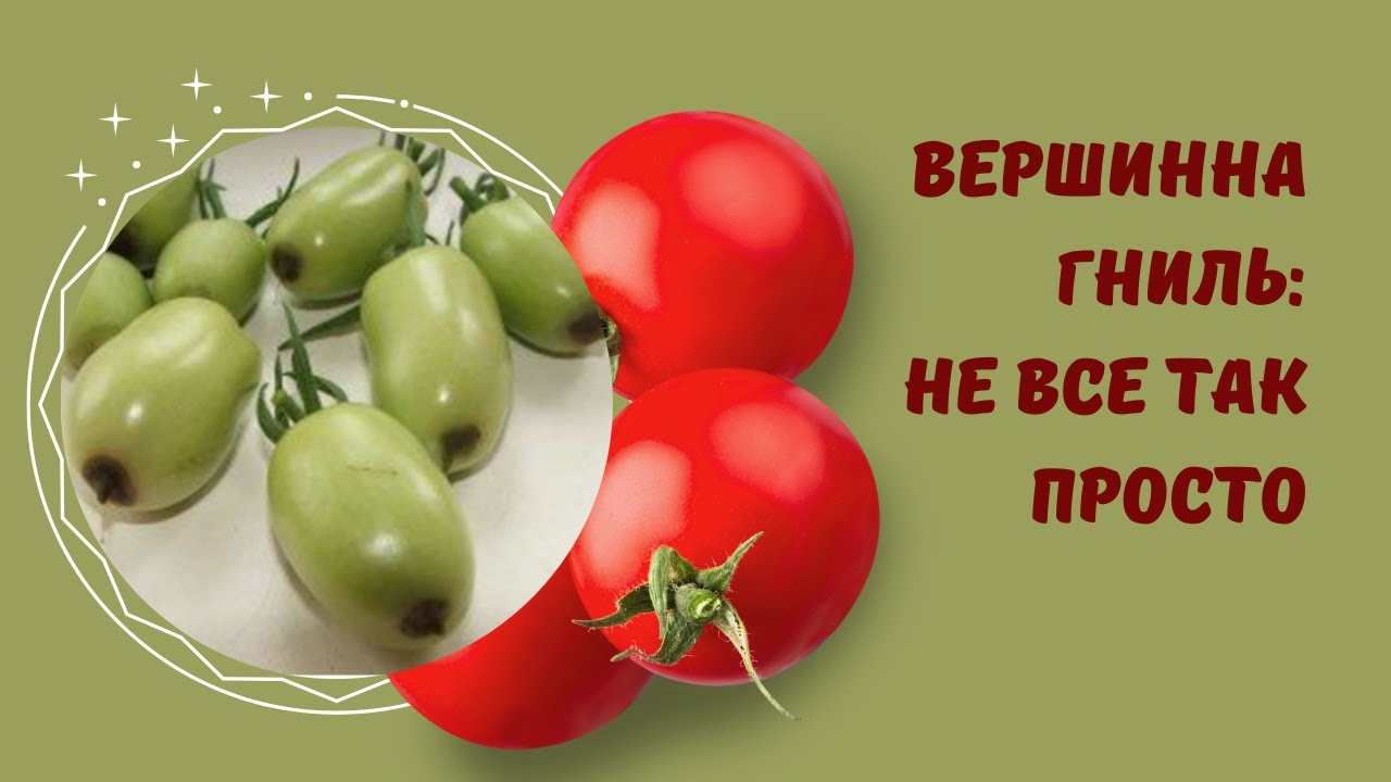 Вершинна гниль: чому виникає і як запобігти