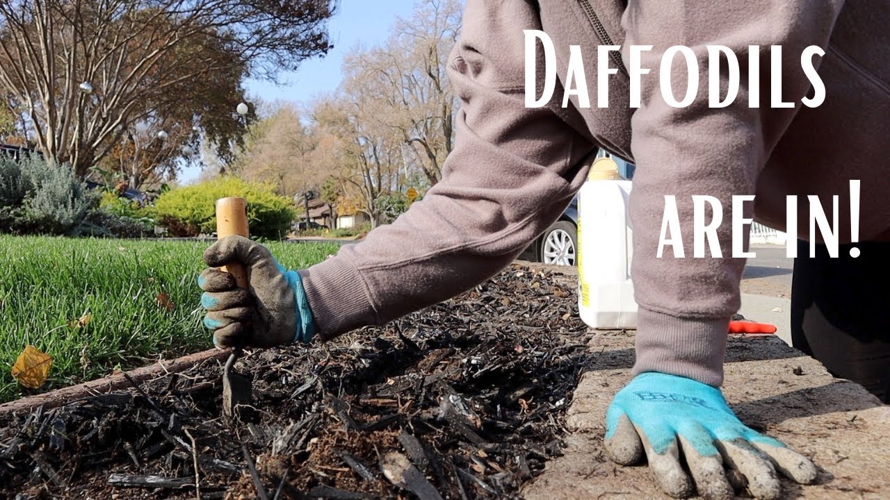 Planting Daffodil Bulbs in Zone 9, Northern California